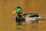 Image. Mallard