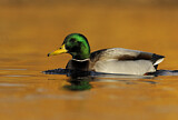 Image. Mallard