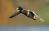 Image. Mallard