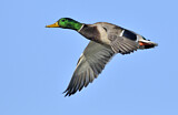 Image. Mallard