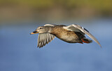 Image. Mallard