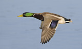 Image. Mallard