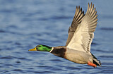 Image. Mallard