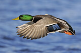Image. Mallard