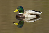 Image. Mallard