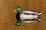Image. Mallard