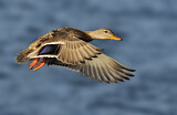 Image. Mallard
