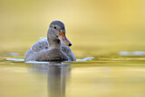 Image. Mallard