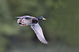 Image. Mallard