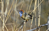 Image. Mallee Emu-wren