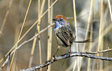 Image. Mallee Emu-wren