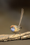 Image. Mallee Emu-wren