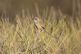 Image. Mallee Emu-wren