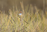 Image. Mallee Emu-wren