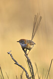 Image. Mallee Emu-wren