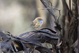 Image. Mallee Emu-wren