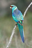 Image. Mallee Ringneck