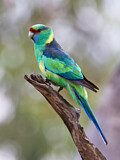 Image. Mallee Ringneck