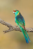 Image. Mallee Ringneck