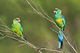Image. Mallee Ringneck
