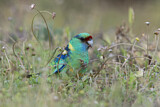 Image. Mallee Ringneck