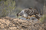 Image. Malleefowl