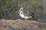 Image. Malleefowl