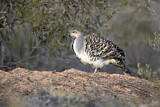 Image. Malleefowl