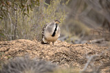 Image. Malleefowl