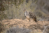 Image. Malleefowl