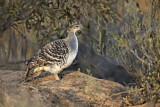 Image. Malleefowl