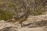 Image. Malleefowl