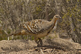 Image. Malleefowl