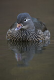 Image. Mandarin Duck