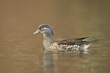 Image. Mandarin Duck