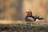 Image. Mandarin Duck
