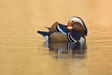 Image. Mandarin Duck