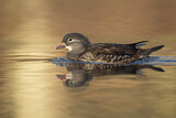 Image. Mandarin Duck