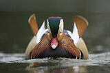 Image. Mandarin Duck