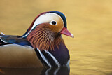Image. Mandarin Duck