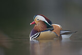 Image. Mandarin Duck