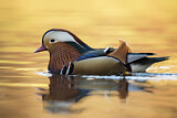 Image. Mandarin Duck