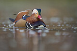 Image. Mandarin Duck