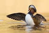 Image. Mandarin Duck