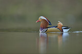 Image. Mandarin Duck