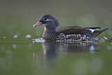Image. Mandarin Duck