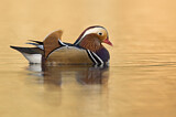 Image. Mandarin Duck
