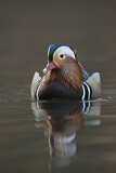 Image. Mandarin Duck
