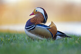 Image. Mandarin Duck