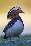 Image. Mandarin Duck